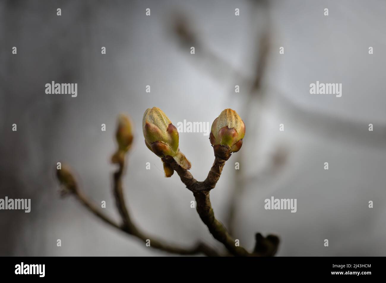 Bourgeons de fleurs de châtaigne de cheval (Aesculus hippocastanum), matin de printemps brumeux Banque D'Images