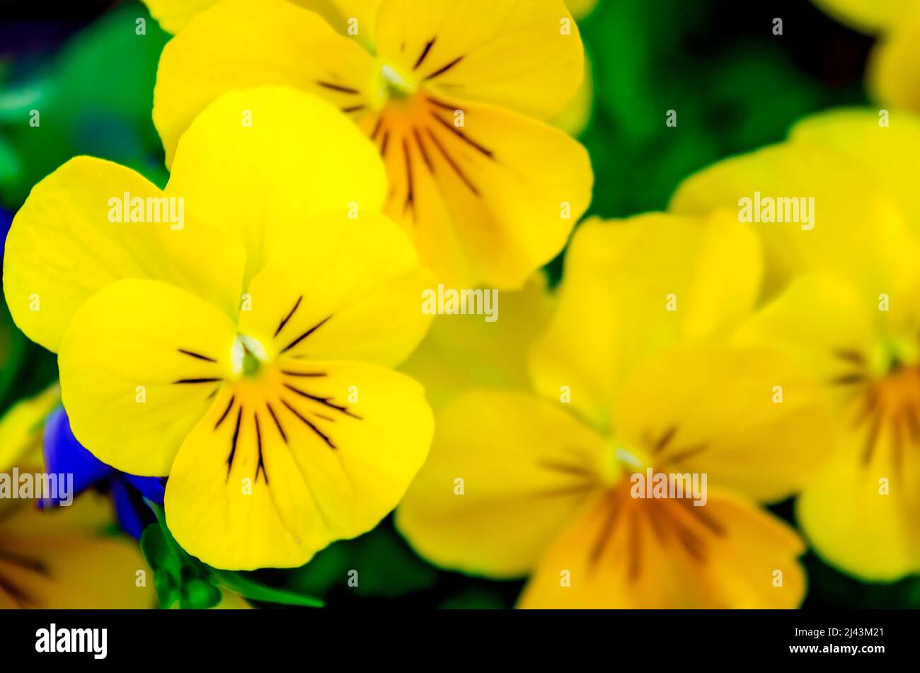 Sorbet citron violons de mousseline (Viola cornuta) floraison, 26 mars 2022, à Mobile, Alabama. Les violons de sorbet au citron et au mousseline sont un type de violette à cornes. Banque D'Images