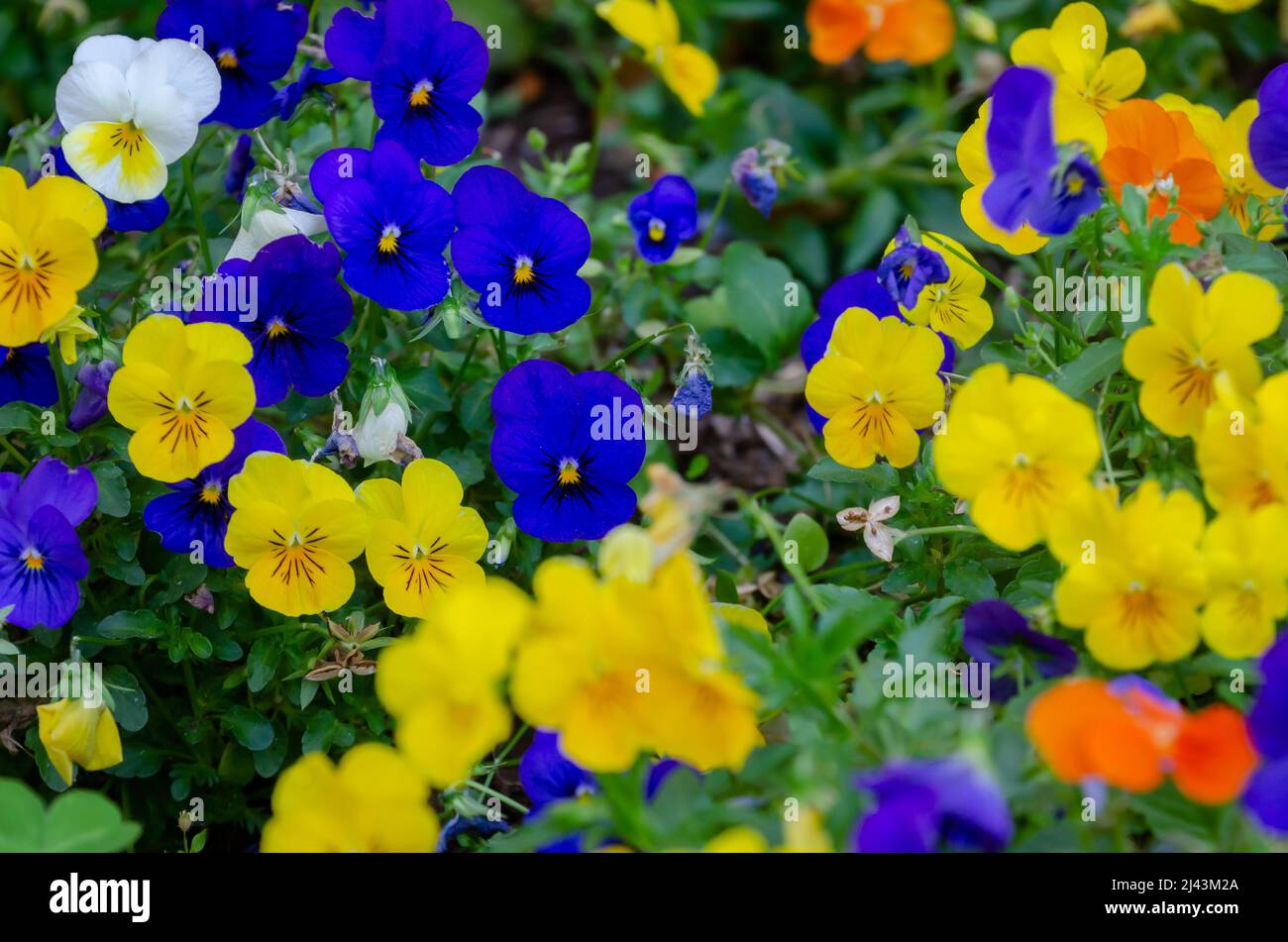 Sorbet violons de mousseline de citron et fleurs de choeur bleu de sorbet (Viola cornuta), 26 mars 2022, à Mobile, Alabama. Banque D'Images