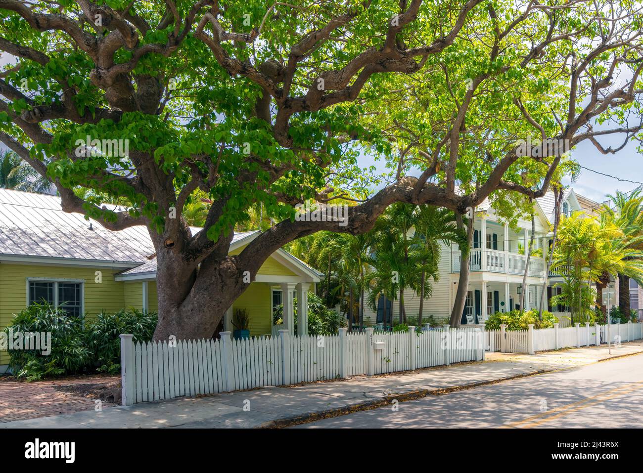 Key West, Etats-Unis - 04.30.2017: Rue dans un quartier en bois par une journée ensoleillée avec grand arbre, maisons en bois colorées. Journée ensoleillée dans un quartier d'époque. Banque D'Images