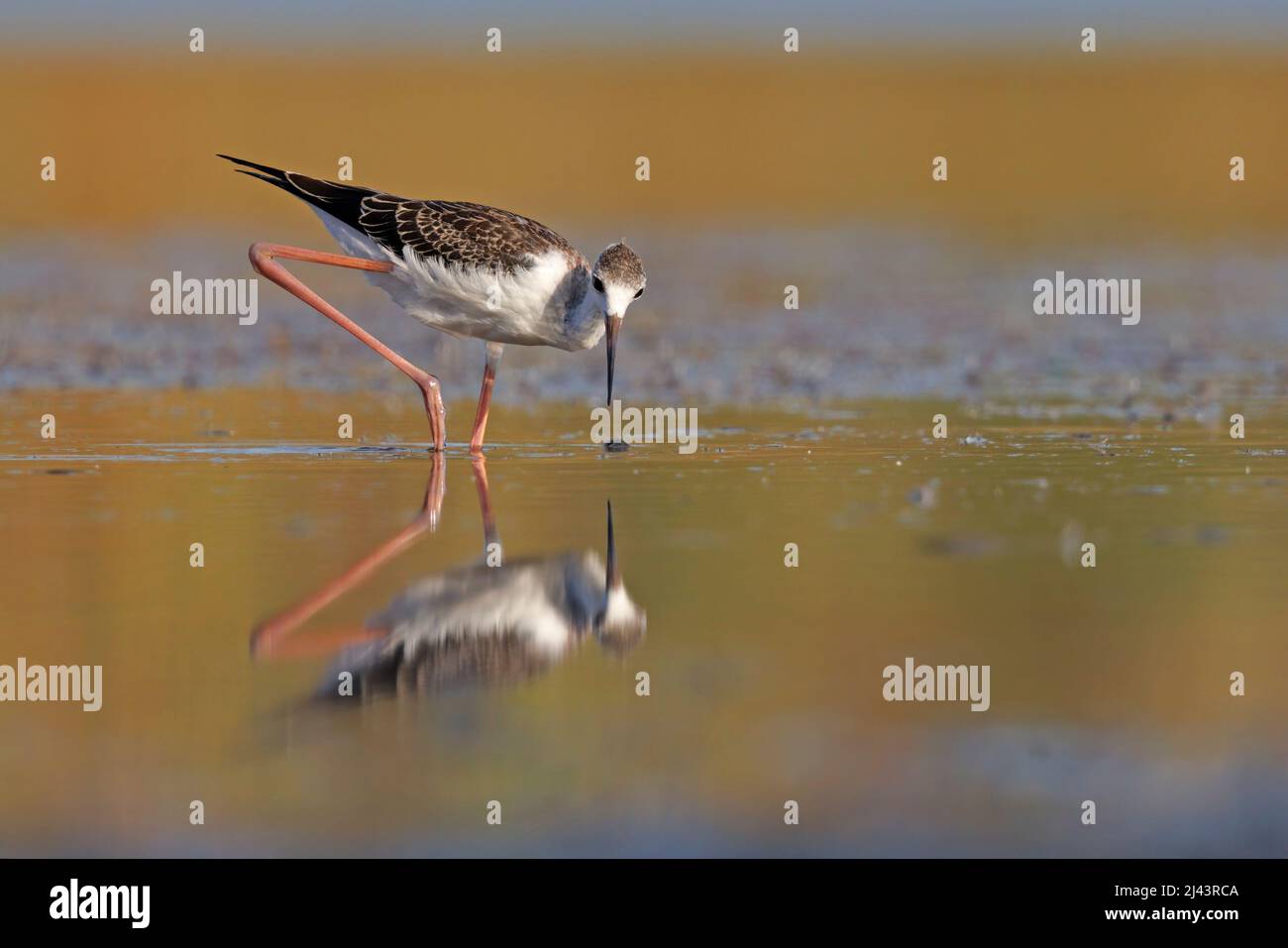 Black-winged Stilt Banque D'Images