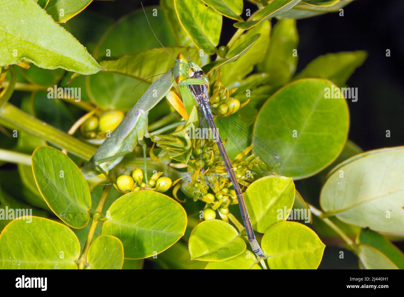 Prier Mantis. Jardin Mantid, Orthodera ministralis. Également connu sous le nom de mantid de prière de jardin, mantis verts australiens, mantis de jardin vert et mante vert Banque D'Images