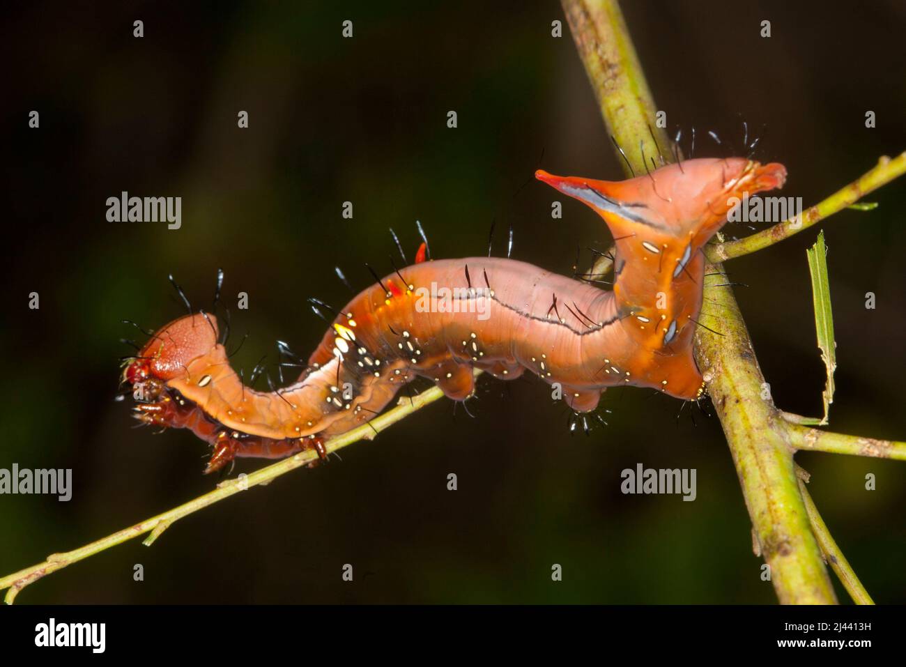 Chenille notodontid dorée australienne colorée et inhabituelle, Neola semiaurata, se nourrissant sur des feuilles d'arbre larveux, sur fond vert foncé Banque D'Images