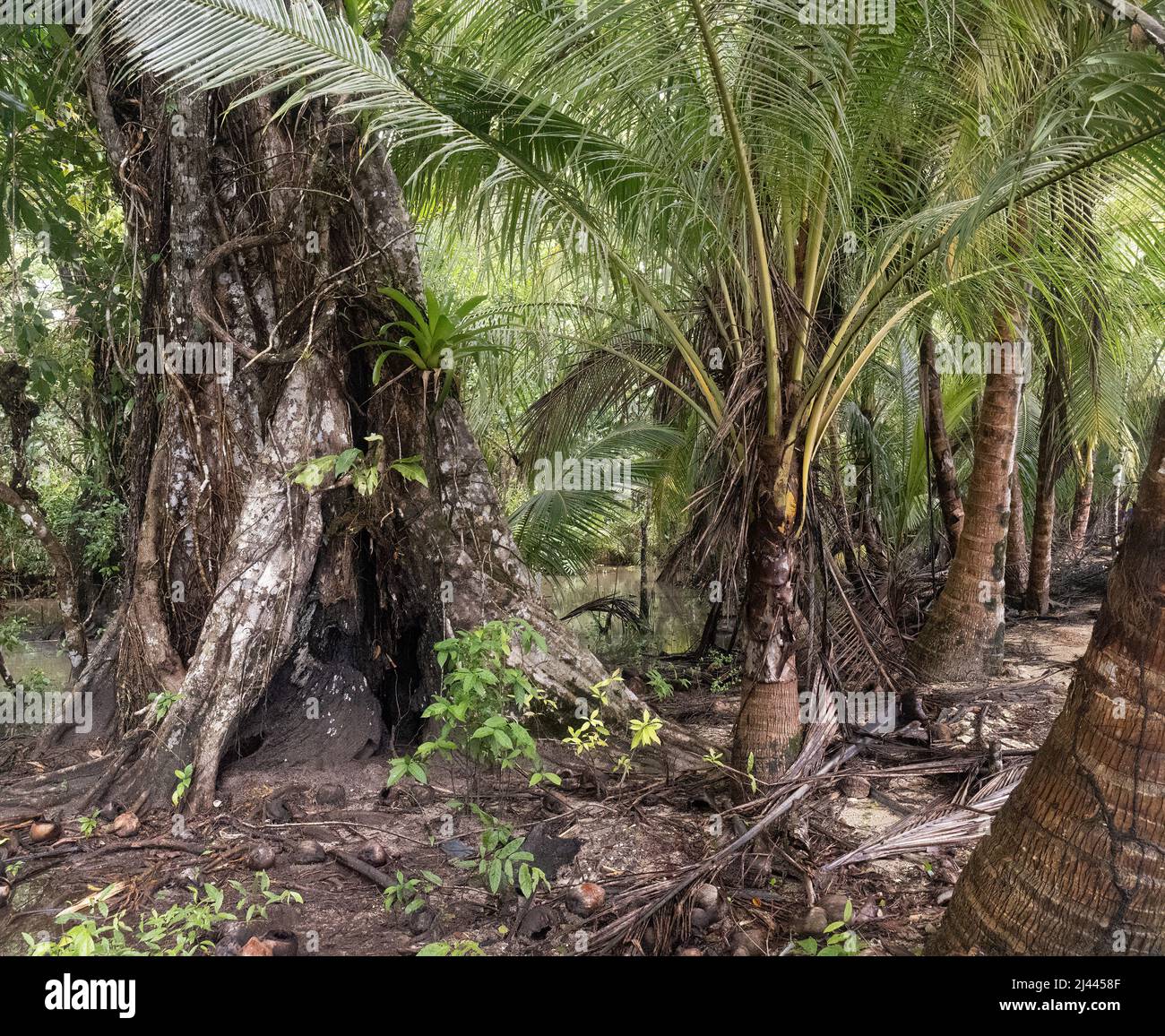 Palmiers et tronc d'arbre sur une île tropicale sablonneuse. Banque D'Images