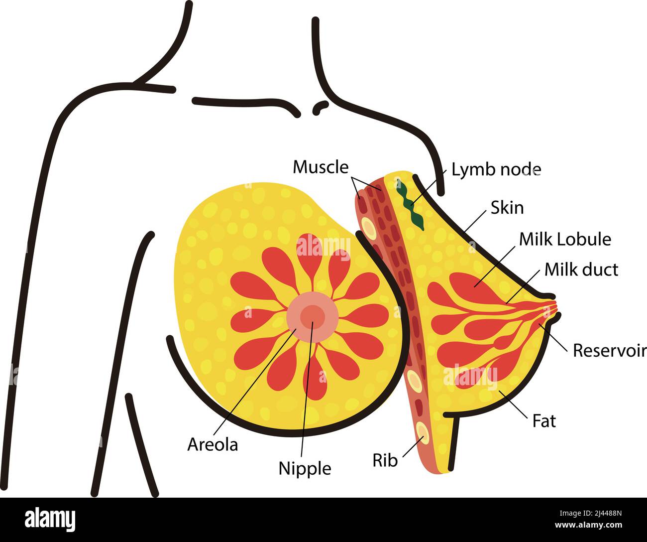 Anatomie de la poitrine femelle, schéma ppt Illustration de Vecteur
