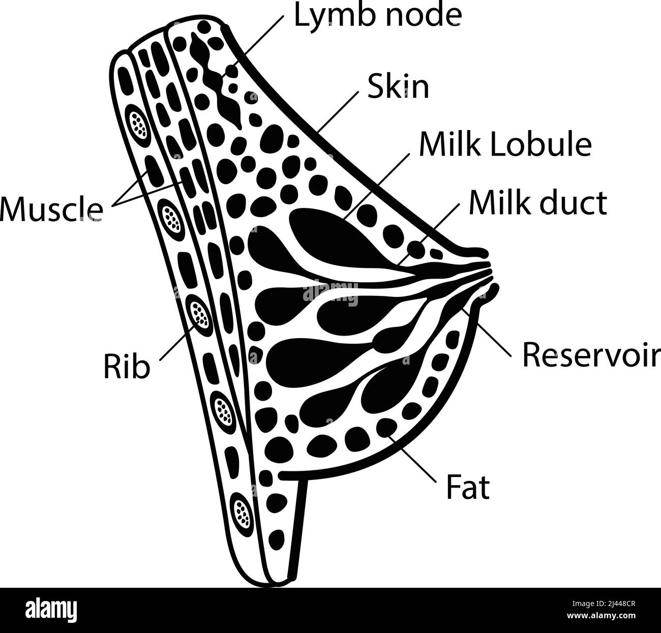 Anatomie de la poitrine femelle, schéma ppt Illustration de Vecteur