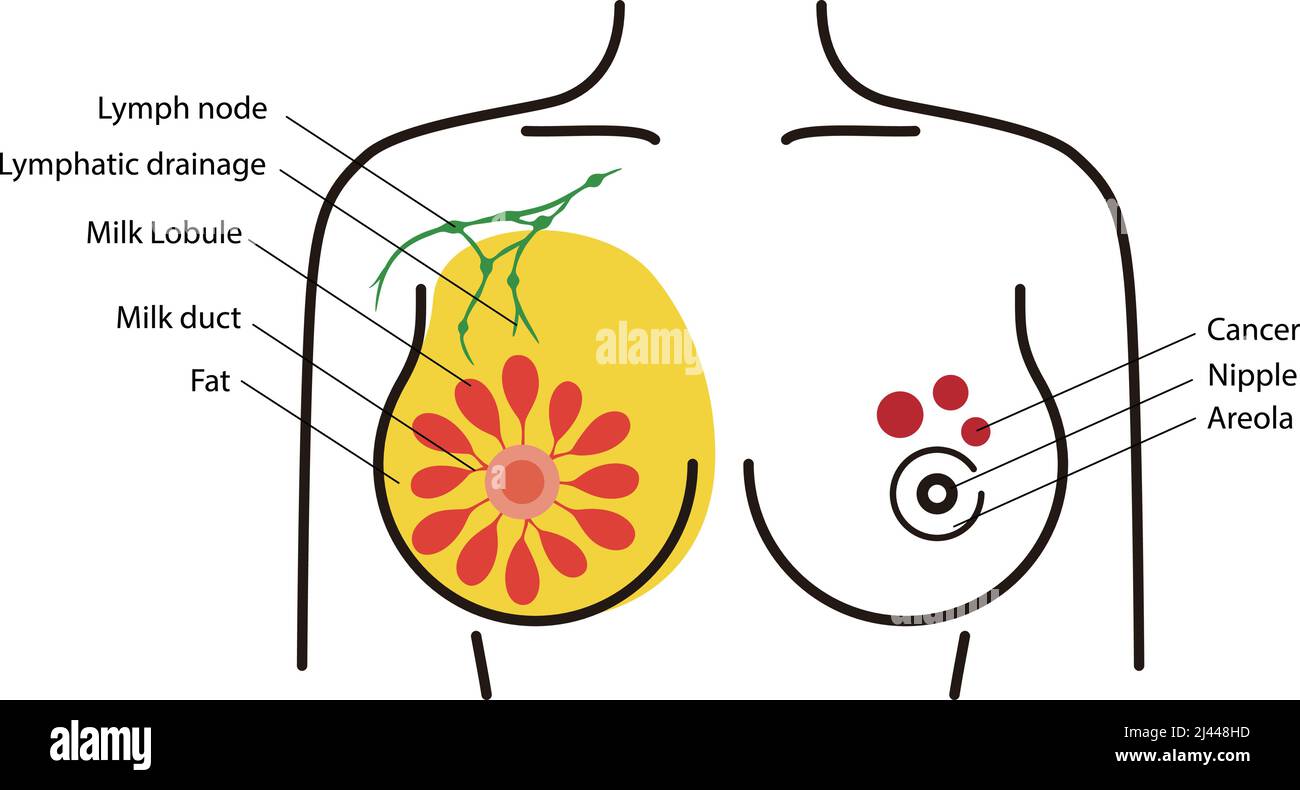 Anatomie de la poitrine femelle, schéma ppt Illustration de Vecteur