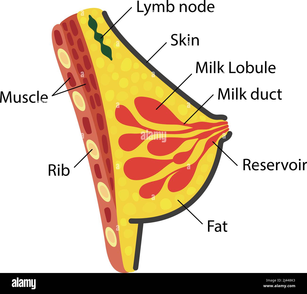 Anatomie de la poitrine femelle, schéma ppt Illustration de Vecteur