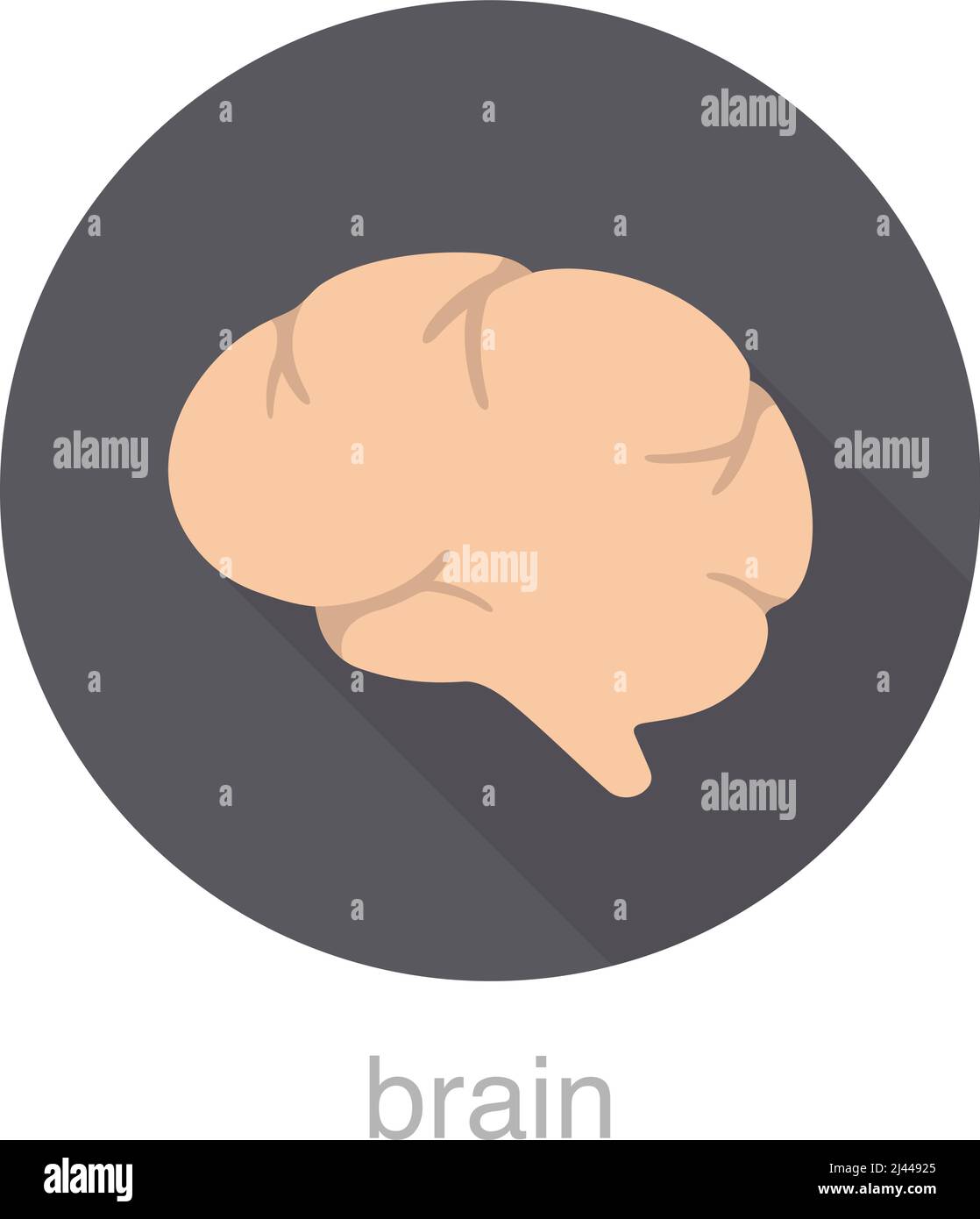 Icône de conception à plat du cerveau d'organe humain, illustration vectorielle Illustration de Vecteur