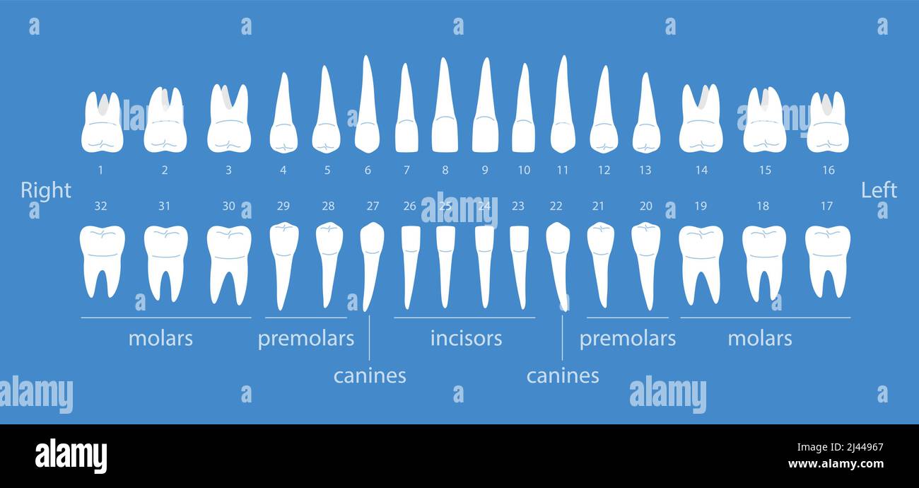 Tableau des dents humaines, illustration vectorielle Illustration de Vecteur