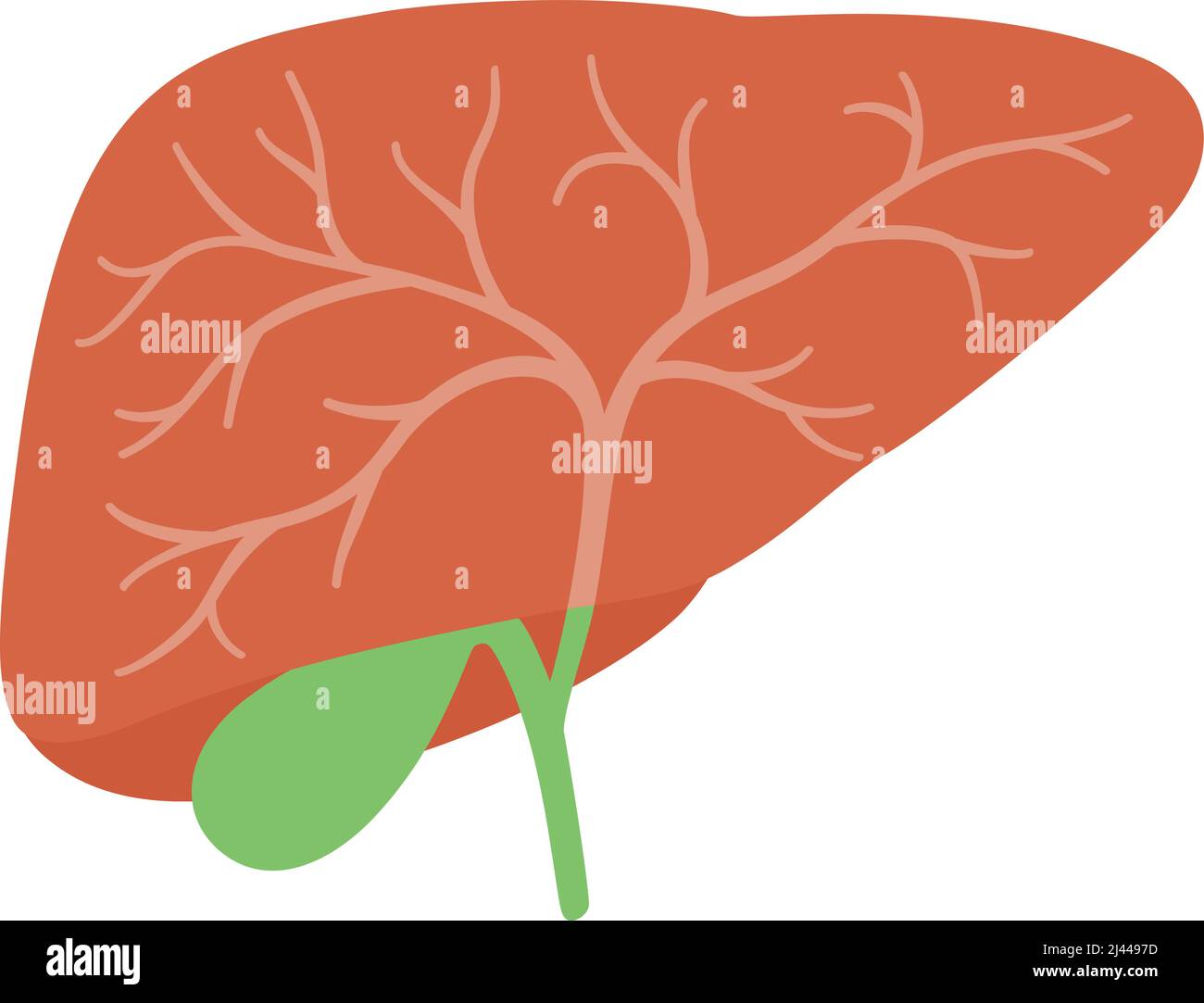 organe humain foie et vésicule biliaire plat icône, illustration vectorielle Illustration de Vecteur