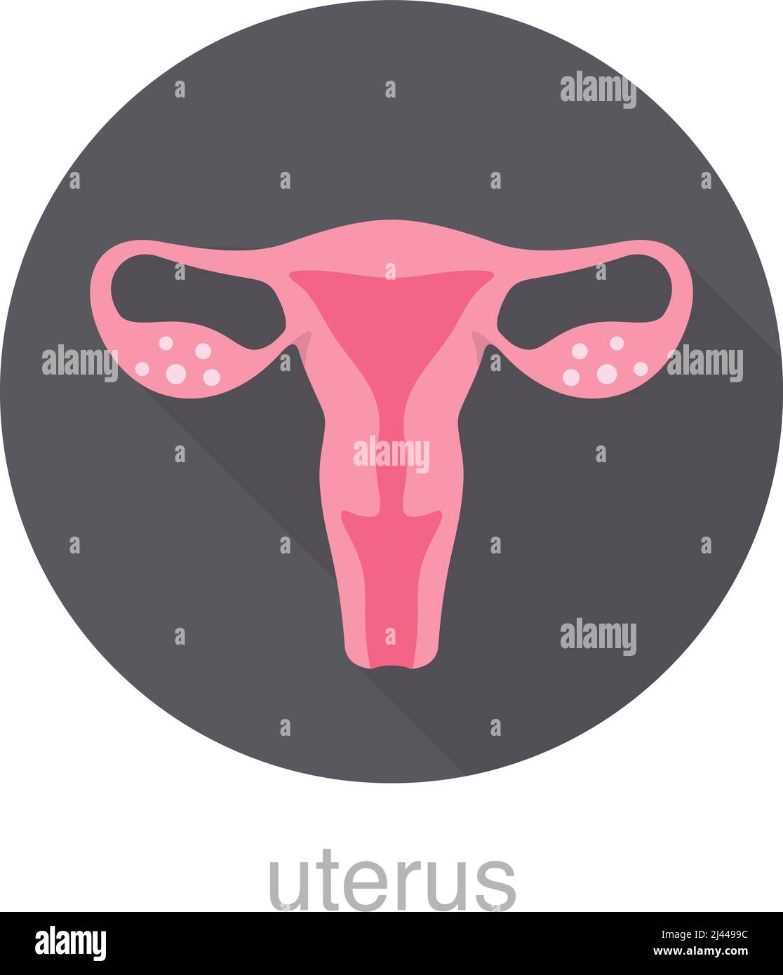 Femme utérus plat icône de conception, illustration vectorielle Illustration de Vecteur
