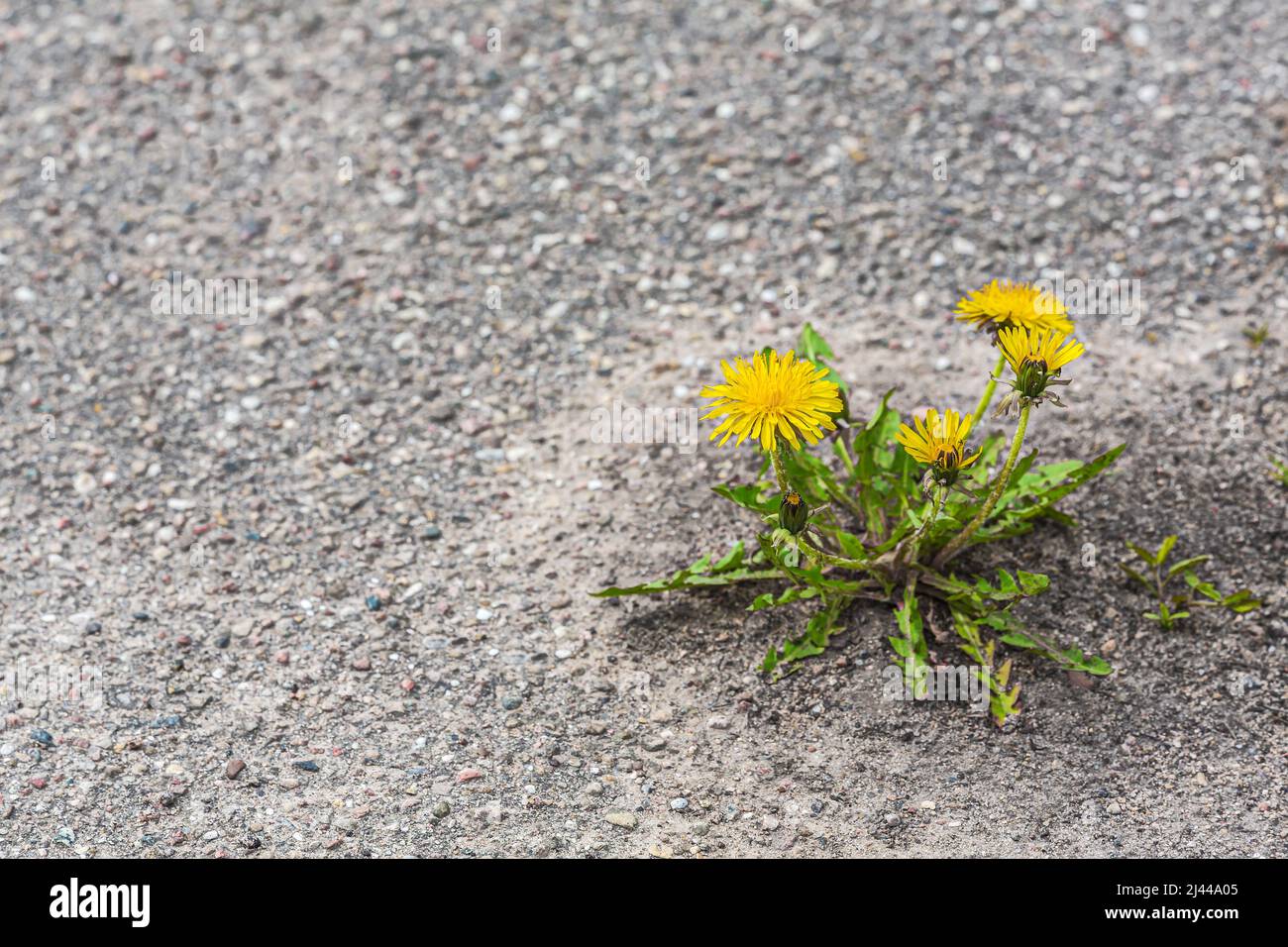 les fleurs de pissenlit jaune de printemps poussent sur fond d'asphalte gris. symbole de force et de vitalité. concept écologique. Banque D'Images