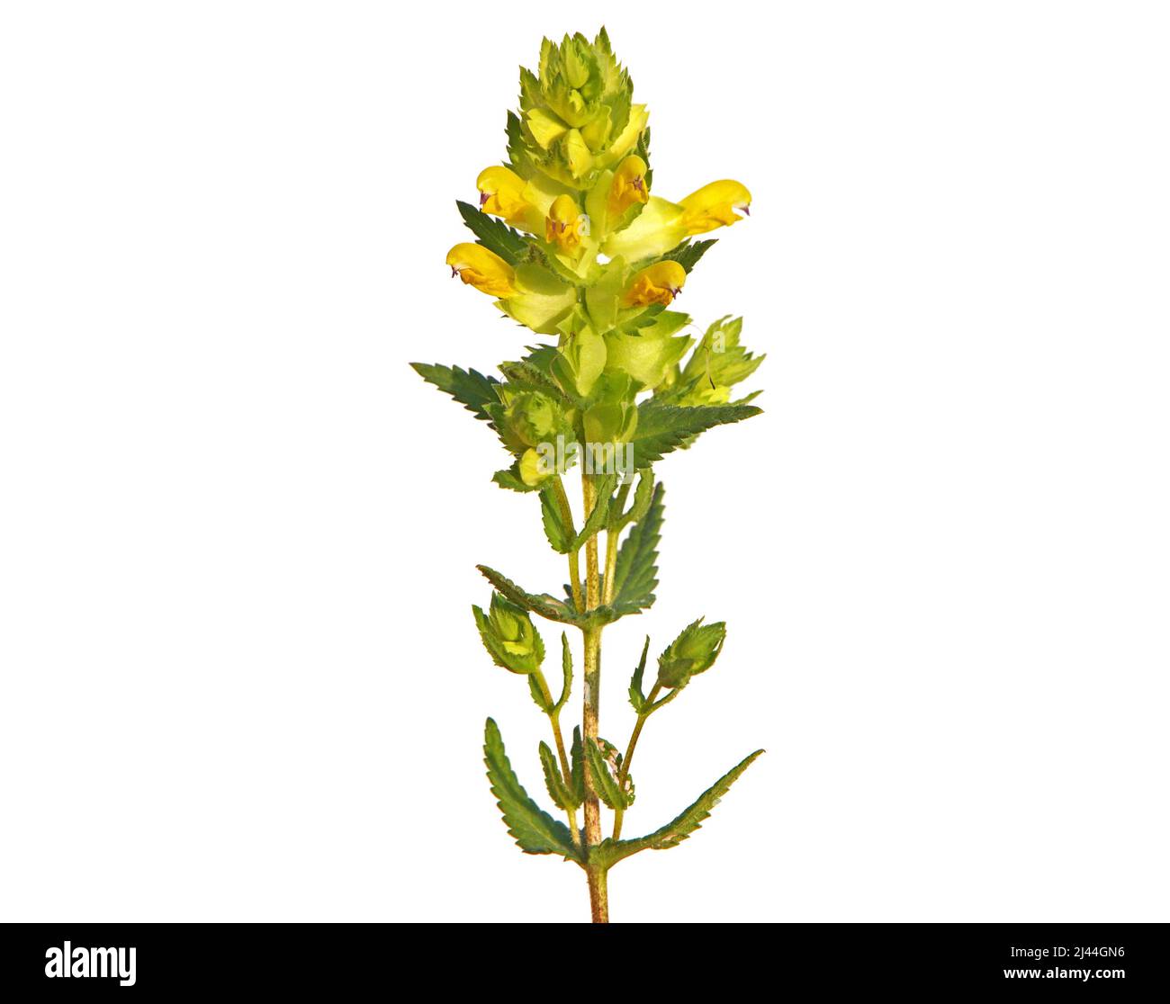 Fleur sauvage de ferraillement jaune isolée sur blanc, Rhinanthus Banque D'Images