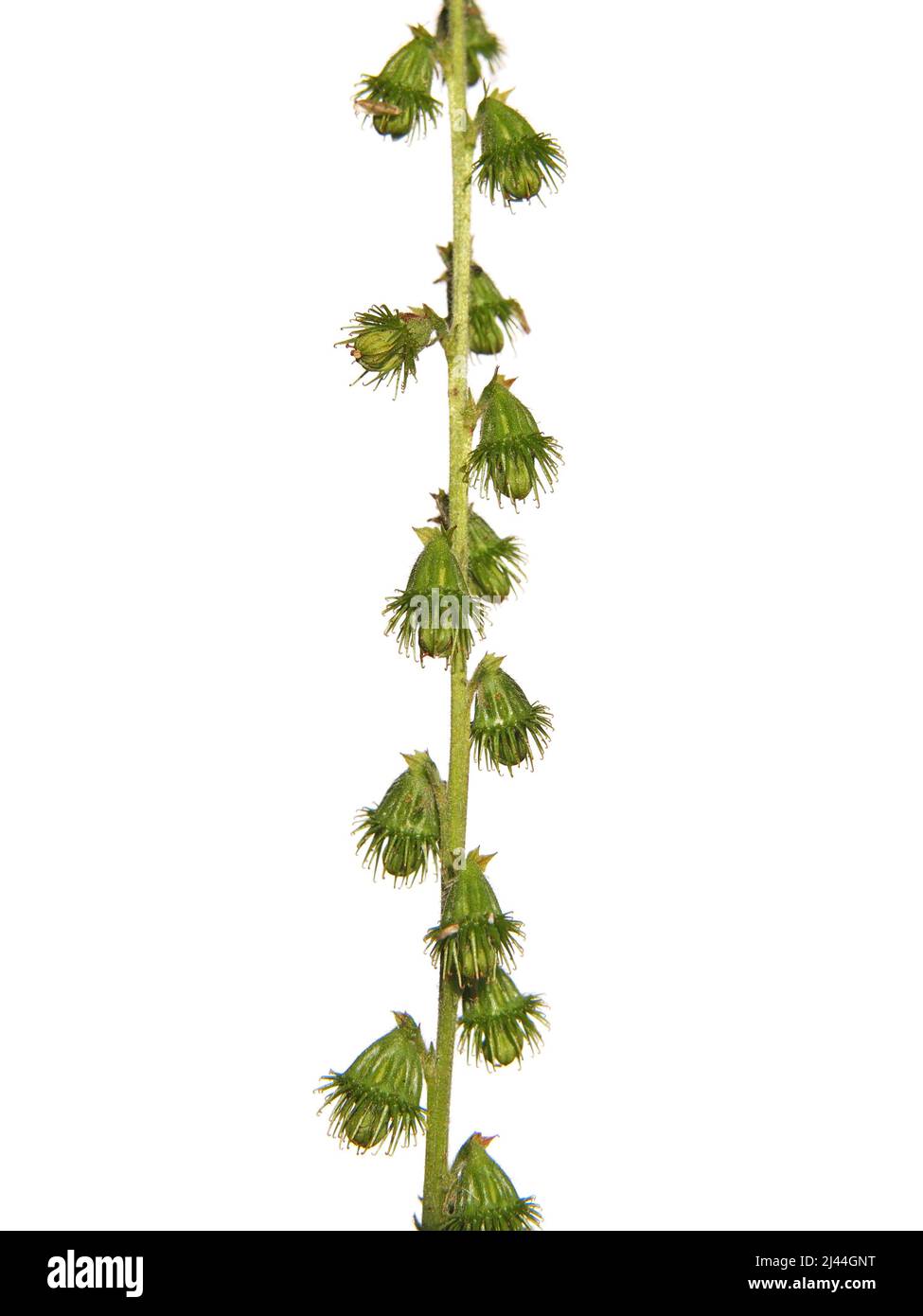 Graines collantes de l'agrimonie, Agrimonia eupatoria, isolées sur blanc Banque D'Images