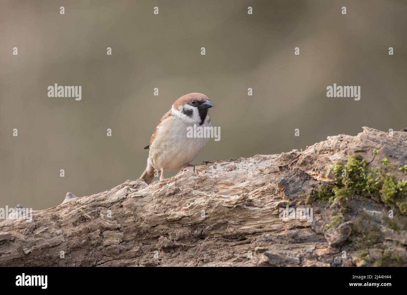 Bruant des arbres dans la réserve naturelle de High Batts Banque D'Images