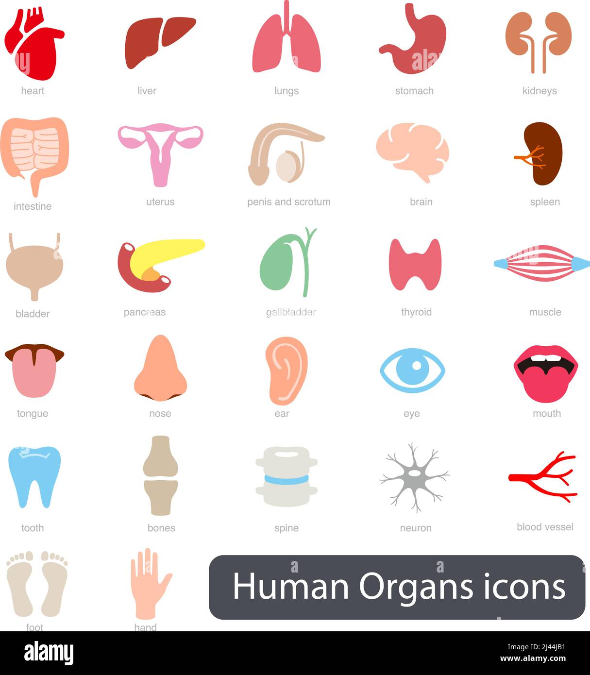 Jeu d'icônes d'organes humains, illustration vectorielle Illustration de Vecteur