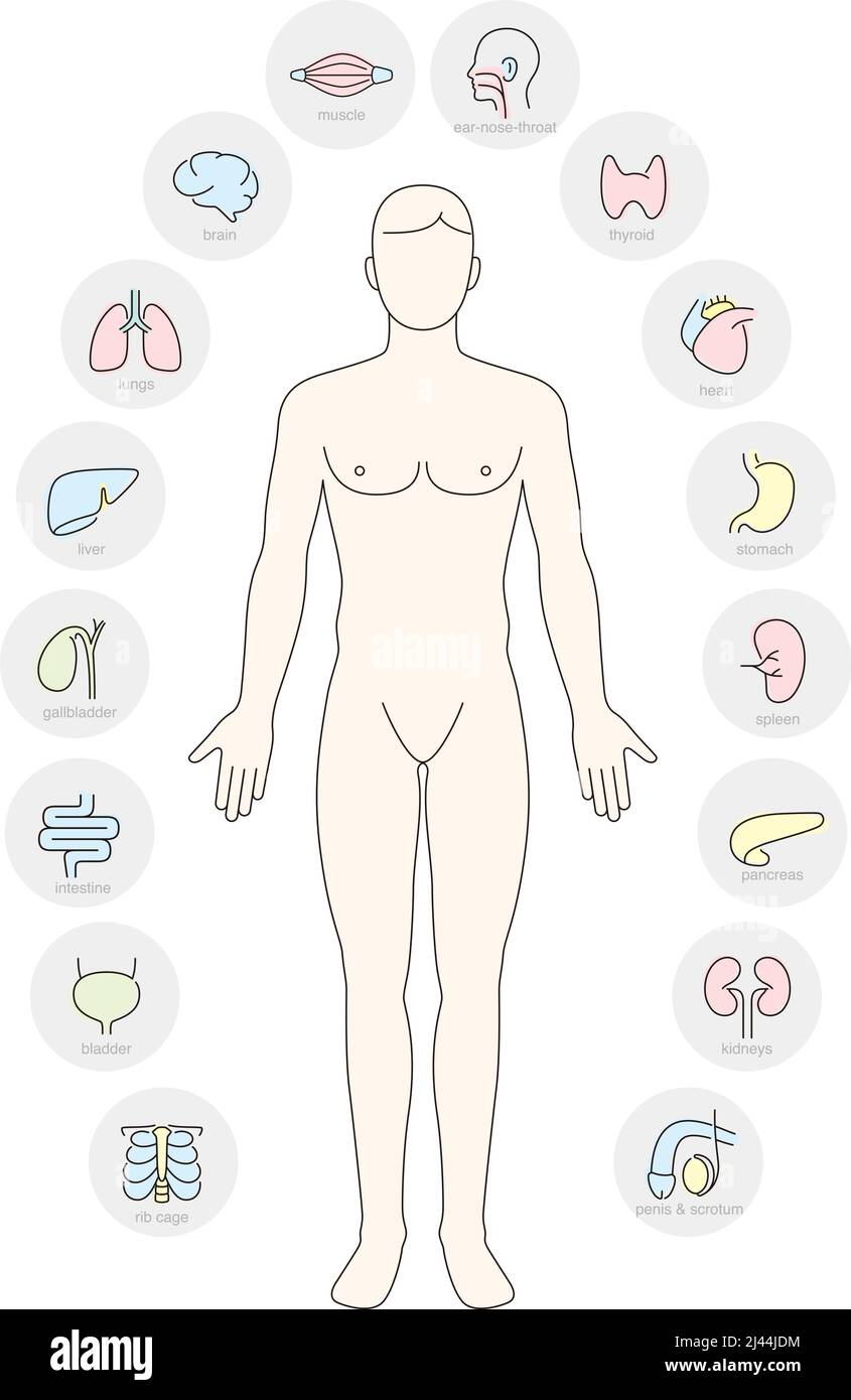 Man Internal Orgues Infographic Poster Illustration de Vecteur
