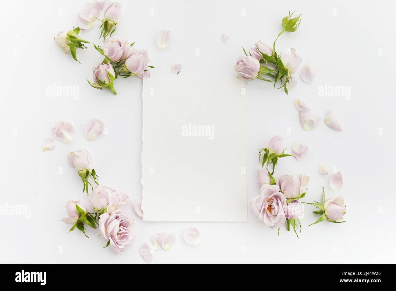 Cadre de roses et pétales sur fond blanc. Pose à plat. Banque D'Images