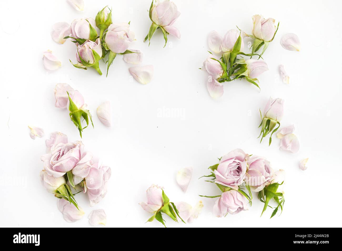 Cadre de roses et pétales sur fond blanc. Pose à plat. Banque D'Images