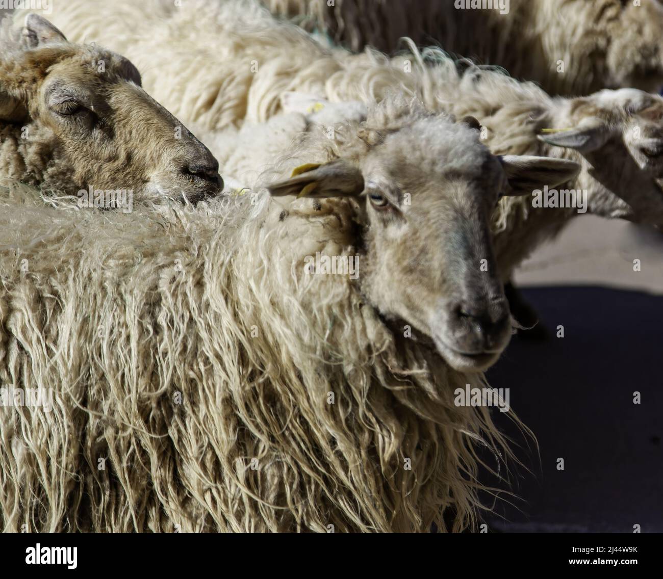 Détail d'un groupe de moutons dans une ancienne ferme animale Banque D'Images