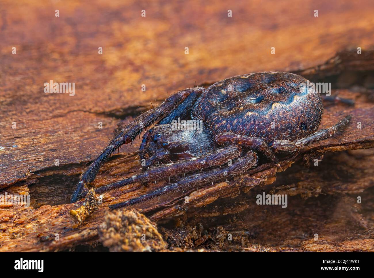 L'araignée de noyer et de tisserand - Nuctenea umbratica, l'araignée de noyer et de tisserand, est une espèce d'araignée de la famille des Araneidae Banque D'Images
