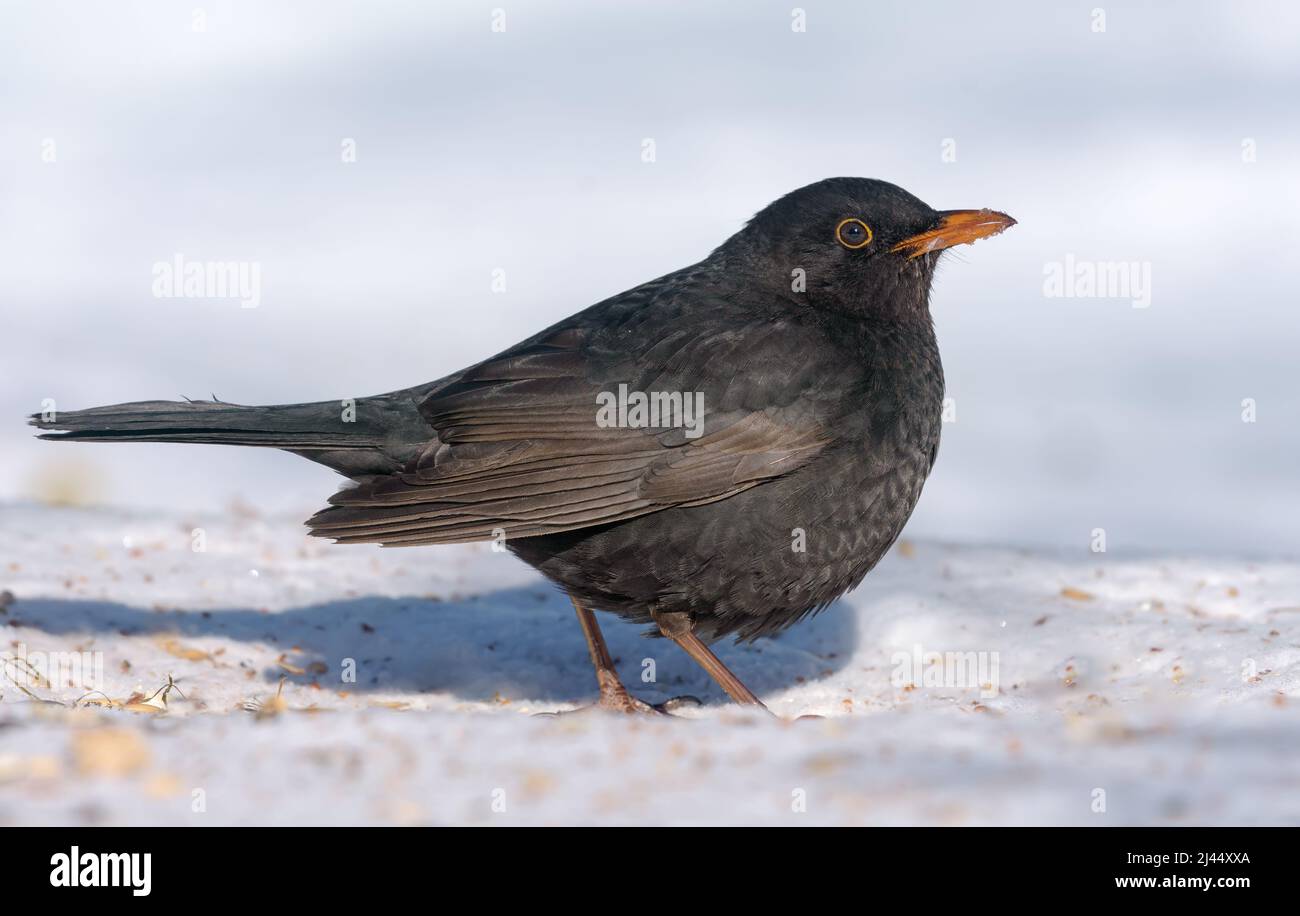 Mâle commun blackbird (Turdus merula) élégant posant sur la neige en hiver froid dur Banque D'Images