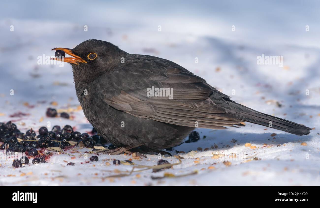 Le mérule commun (Turdus merula) se nourrit de bleuets qui retiennent une baie dans le bec Banque D'Images
