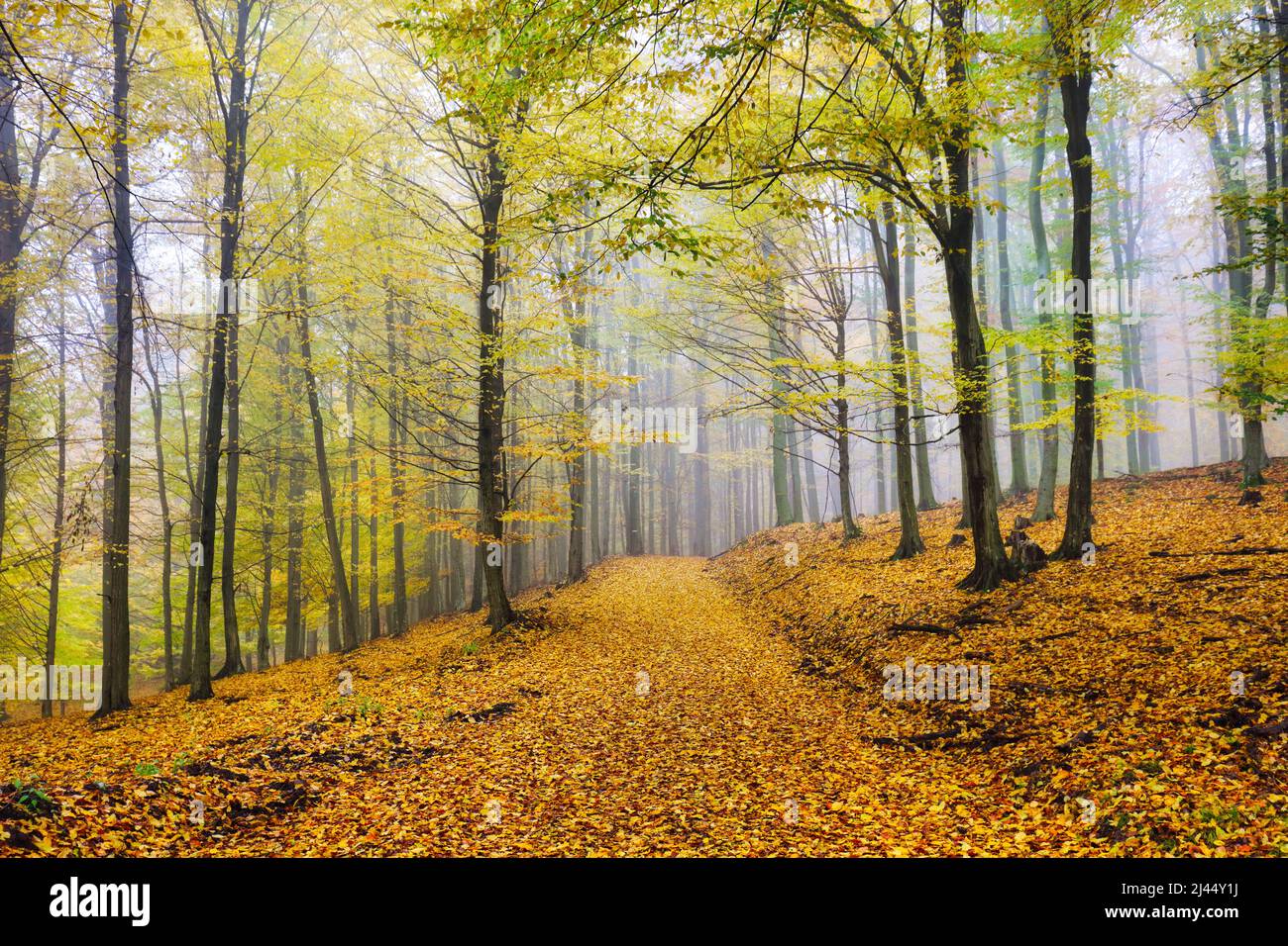 Automne nature paysage.Misty automne forêt. Magnifiques arbres colorés dans les bois. Nature sauvage pittoresque Banque D'Images