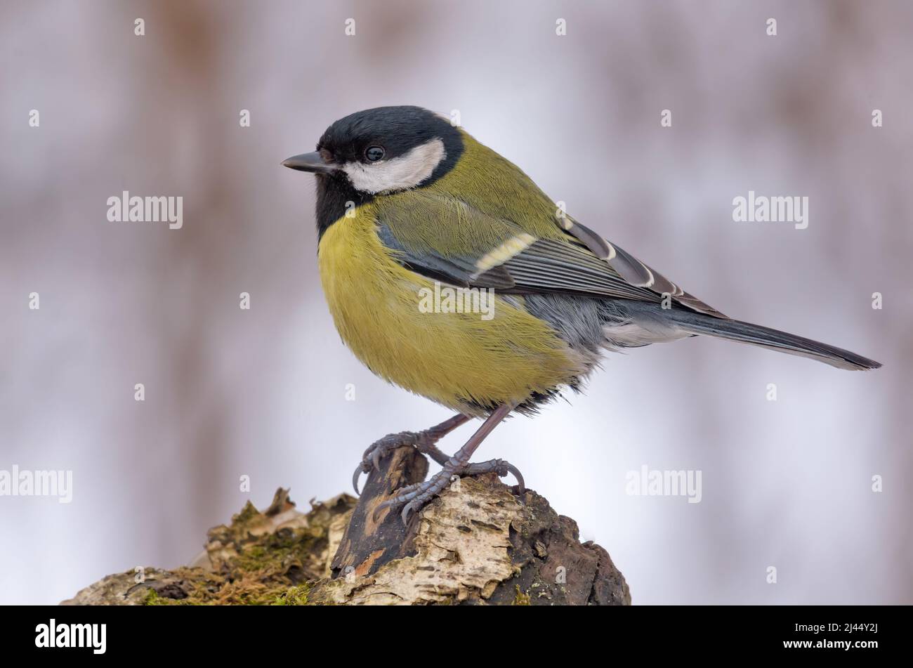 Mature Grande dîme (Parus Major) perchée au-dessus d'une ancienne branche épaisse dans des conditions météorologiques d'hiver gris terne Banque D'Images