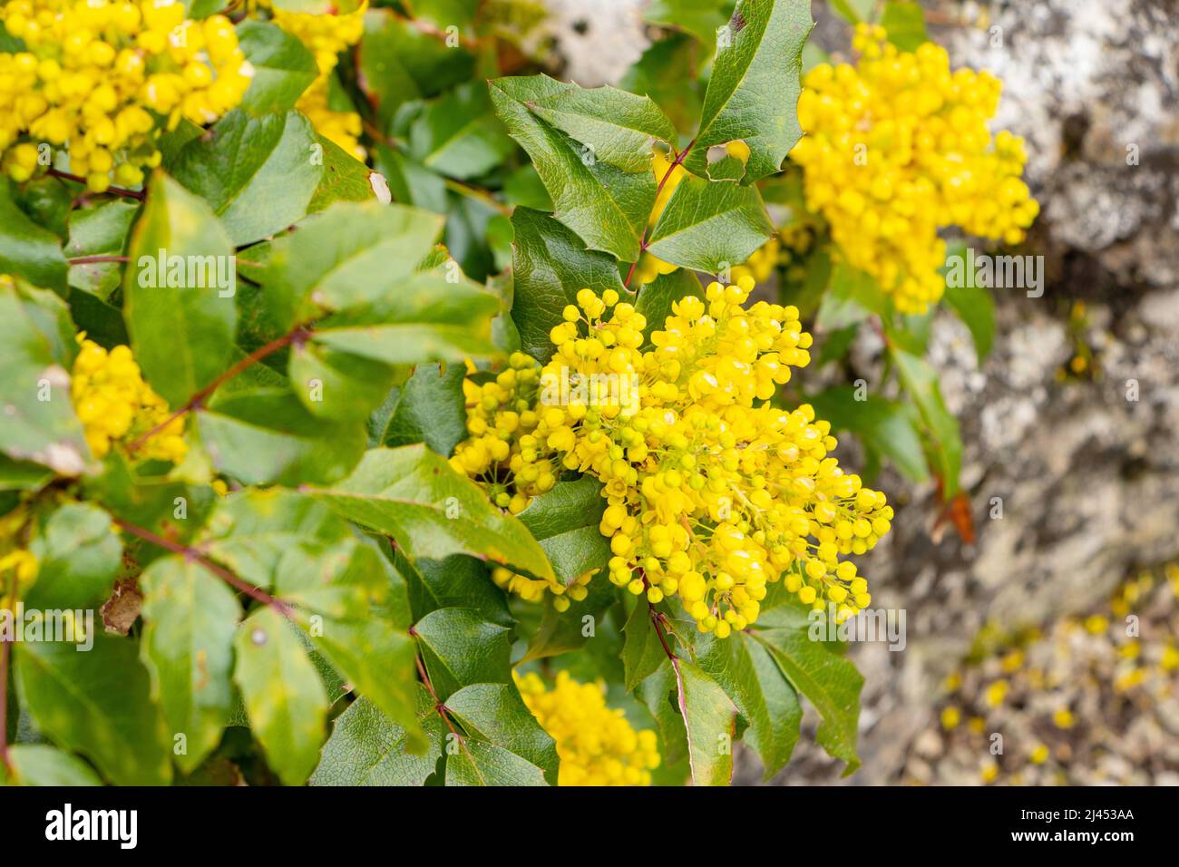 Gros plan de fleurs Mahonia jaune vif entourées de feuilles vertes, sur fond de pierre naturelle. Banque D'Images