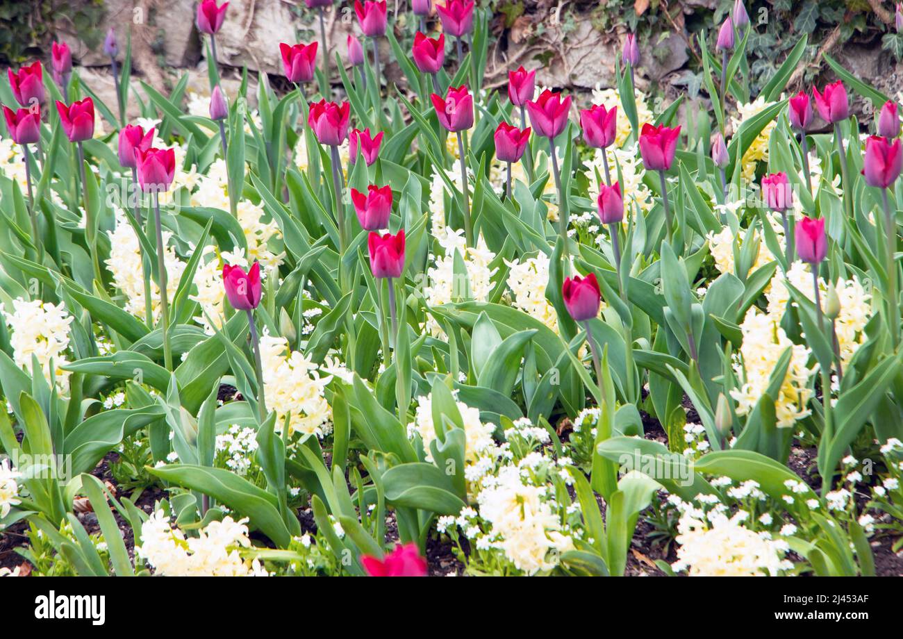 tulipes de fleurs de printemps violets colorées Banque D'Images