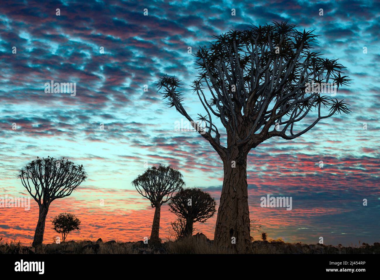 Köcherbäume (Aloe dichotoma) BEI Sonnenuntergang, Keetmanshoop, région de Karas, Namibie, Afrika Banque D'Images