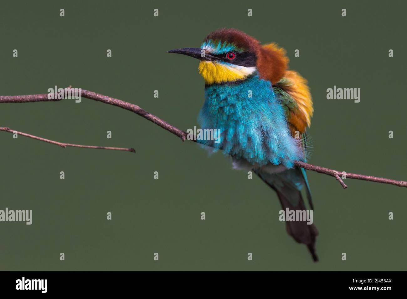 Bienenfresser (Merops apiaster) Banque D'Images