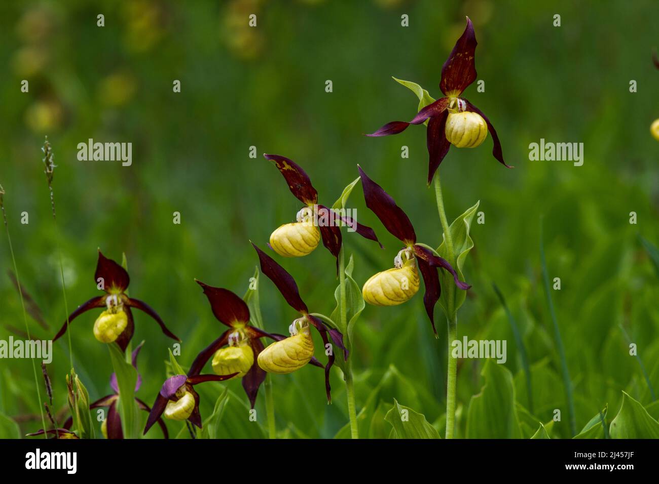 Gelber Frauenschuh (Cypripedium calceolus) Banque D'Images