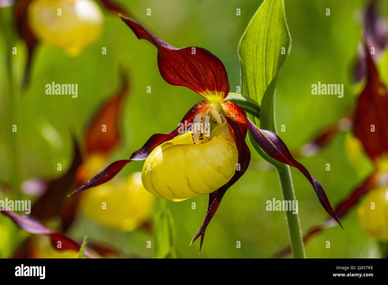 Gelber Frauenschuh (Cypripedium calceolus) Banque D'Images