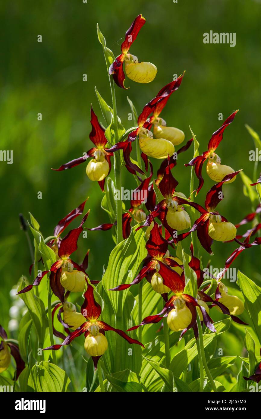 Gelber Frauenschuh (Cypripedium calceolus) Banque D'Images