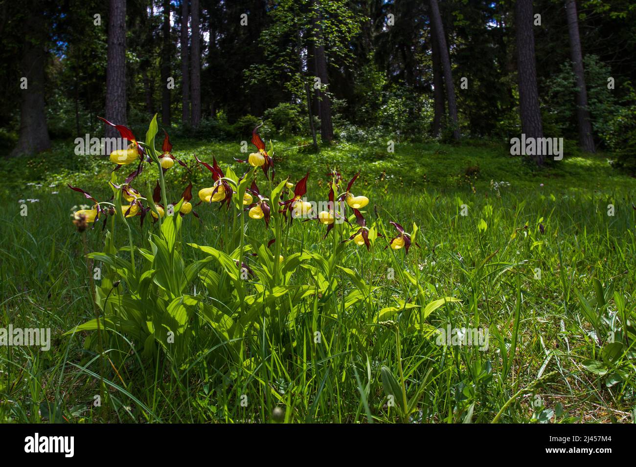 Gelber Frauenschuh (Cypripedium calceolus) Banque D'Images