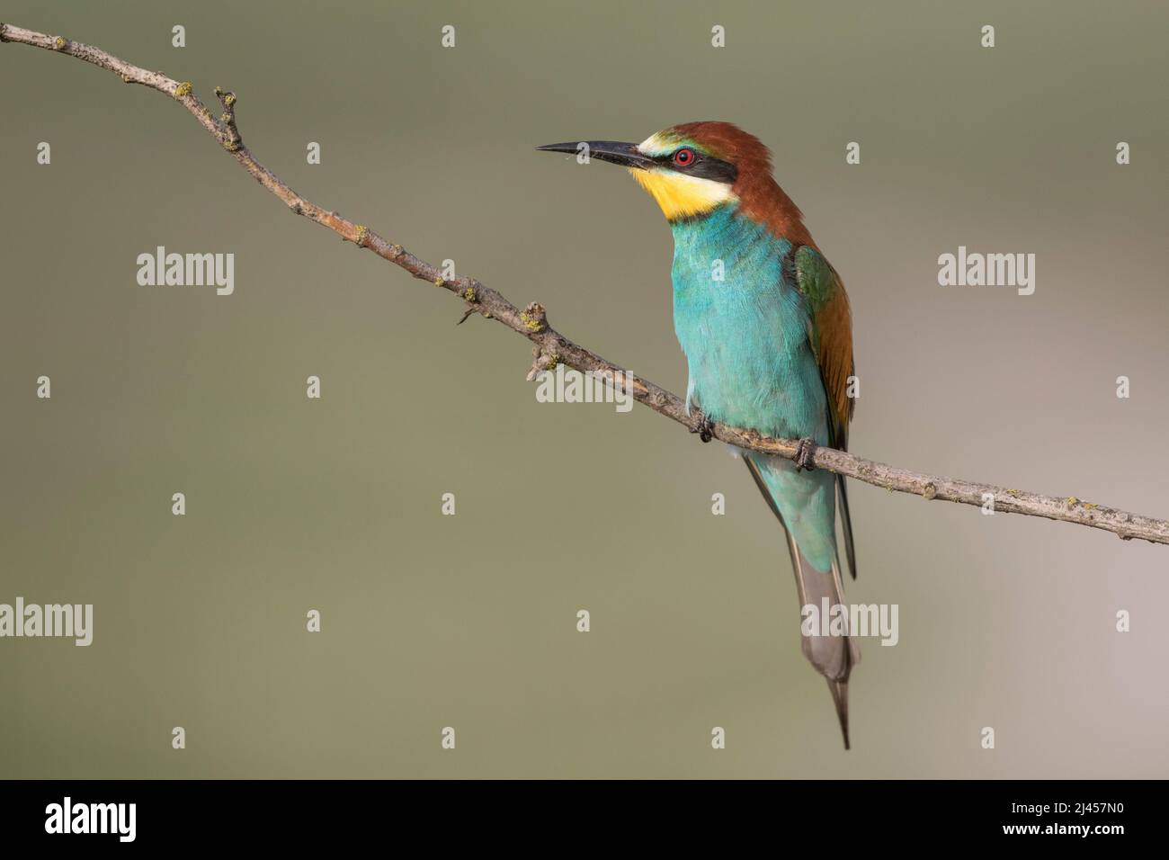 Bienenfresser (Merops apiaster) Banque D'Images