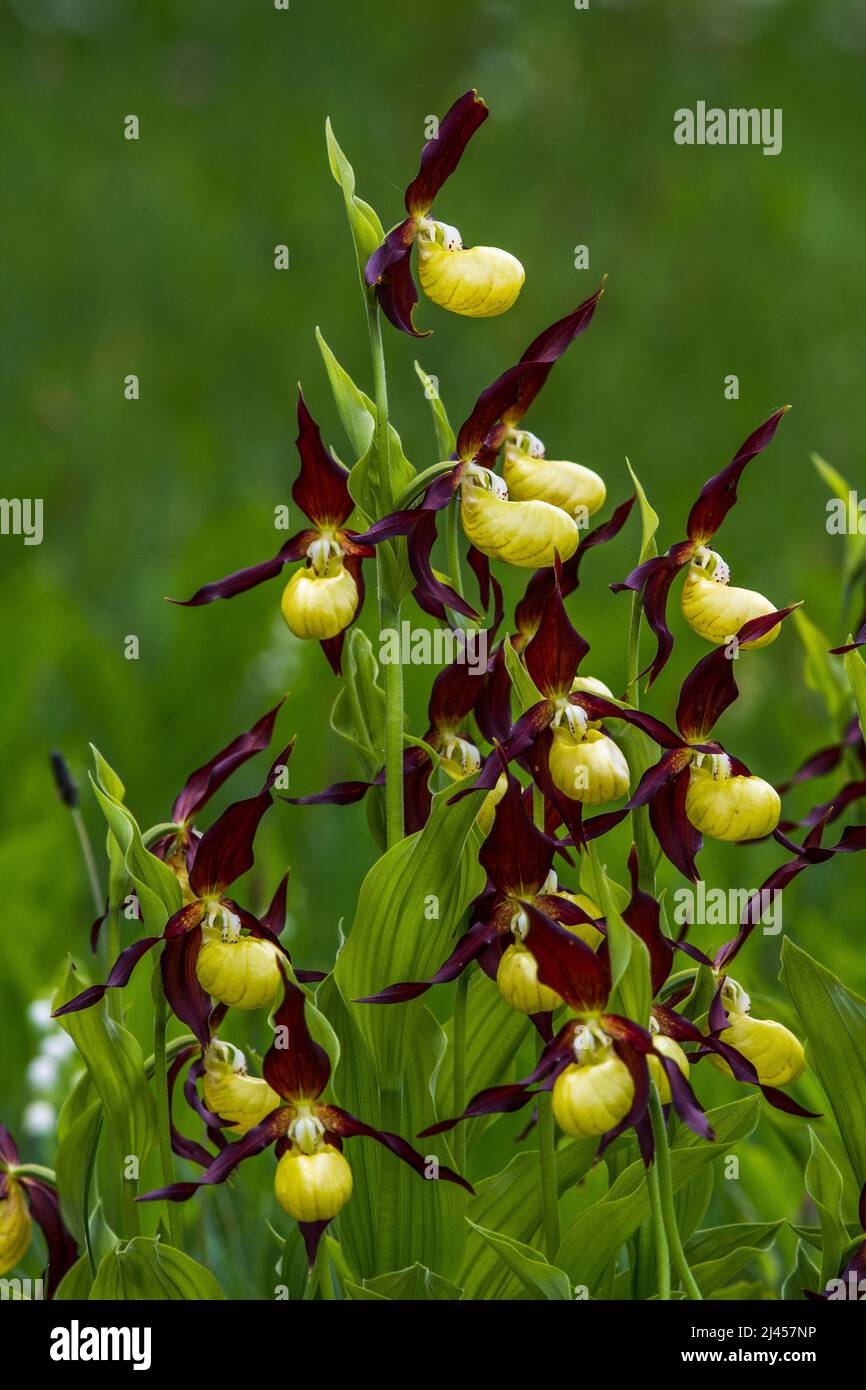 Gelber Frauenschuh (Cypripedium calceolus) Banque D'Images