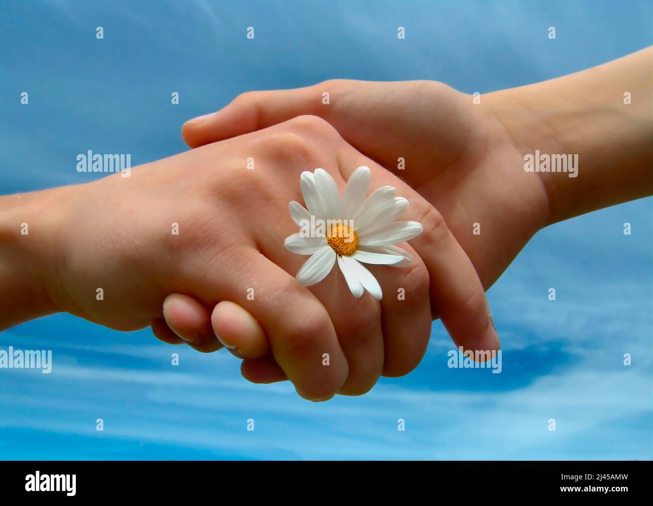 Handschlag mit Blume - Freudschaft Banque D'Images