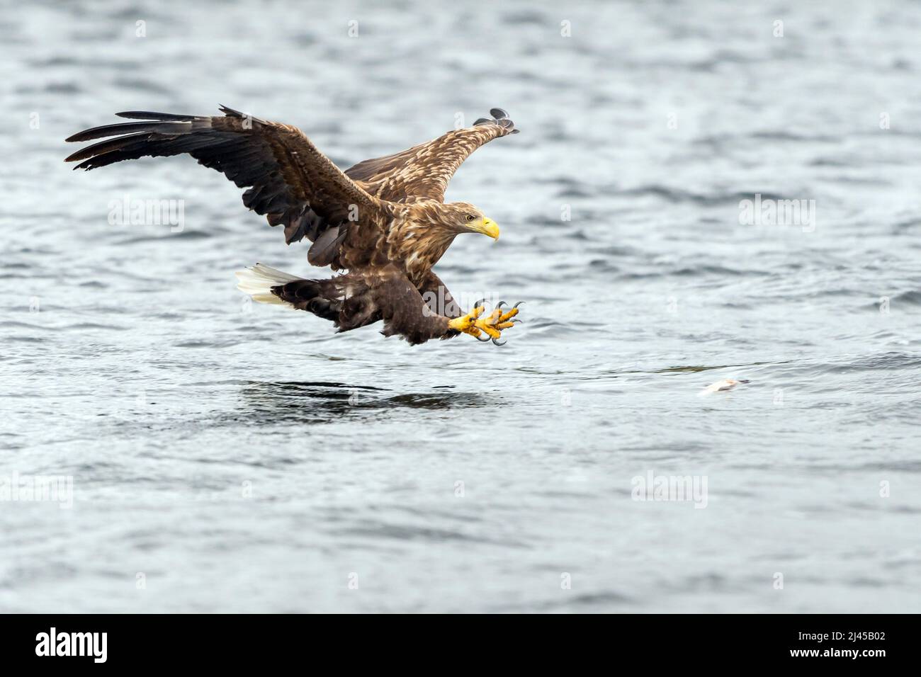 Seeadler auf Beuteflug, (Haliaeetus albicilla) Banque D'Images