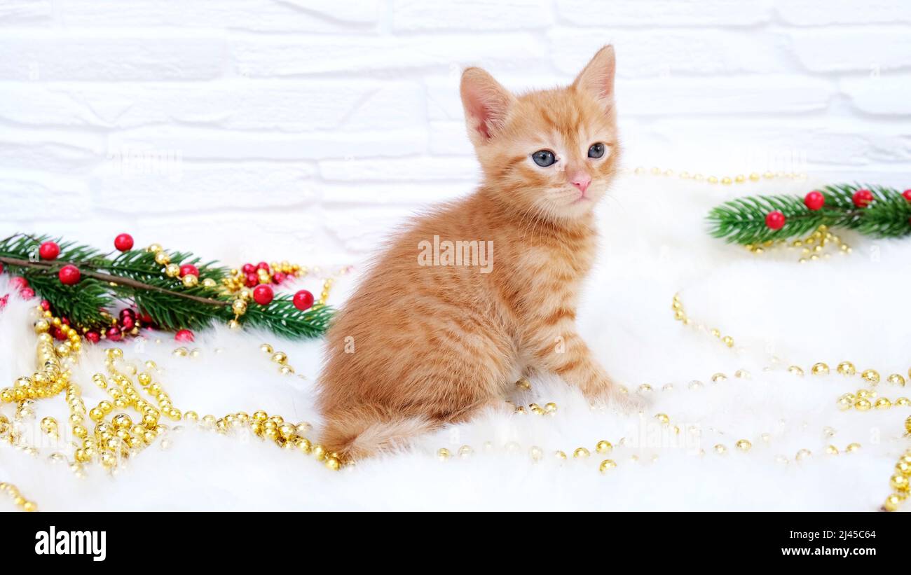 Ginger Tabby ludique curieux chaton de noël se trouve à côté de décorations de noël, jouets. Concept de Noël et de nouvel an Banque D'Images