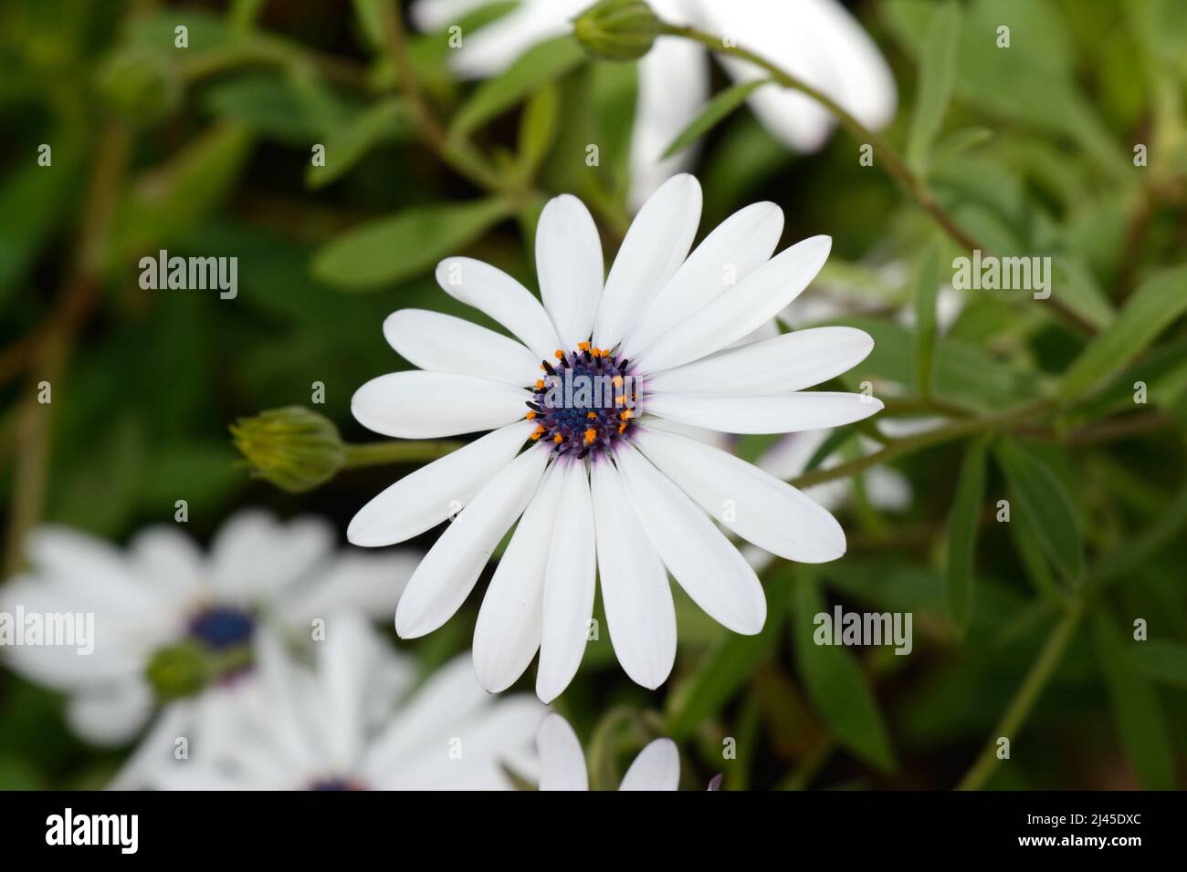 Fleurs de pâquerettes africaines blanches Osteopermum Banque D'Images