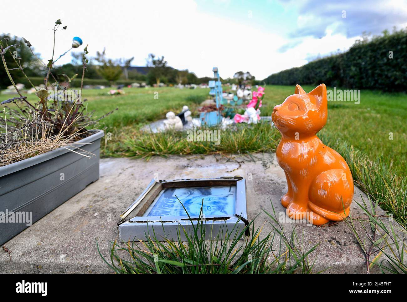 Saint-Martin-Boulogne (nord de la France) : cimetière pour animaux de compagnie. Statuette d'un chat, chaton *** Légende locale *** Banque D'Images