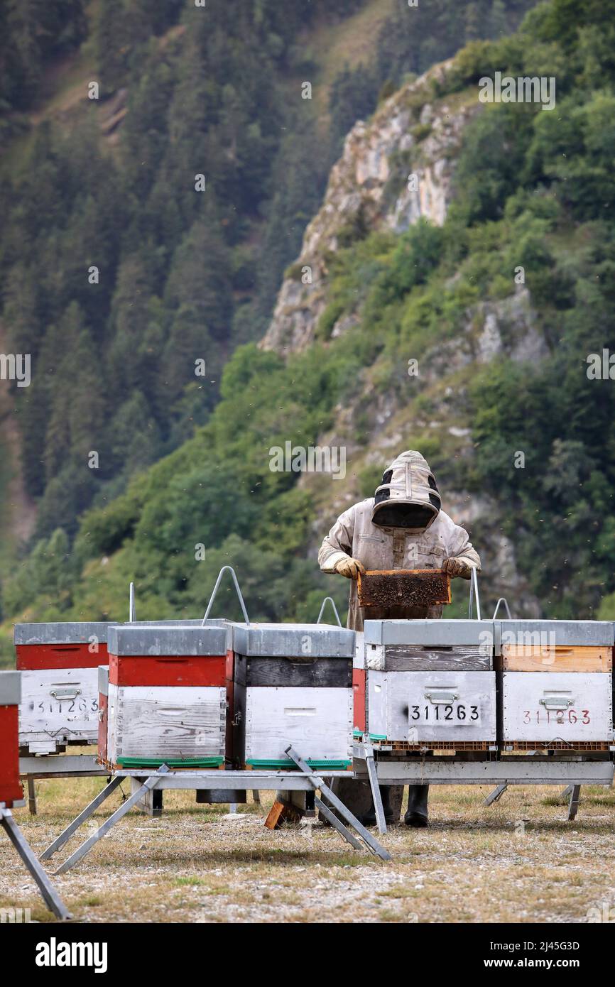 Apiculture : apiculturiste vérifiant les cadres de ruche et les soupers de miel. Apiculteur portant un équipement de protection, au milieu des ruches dans les montagnes, dans Banque D'Images