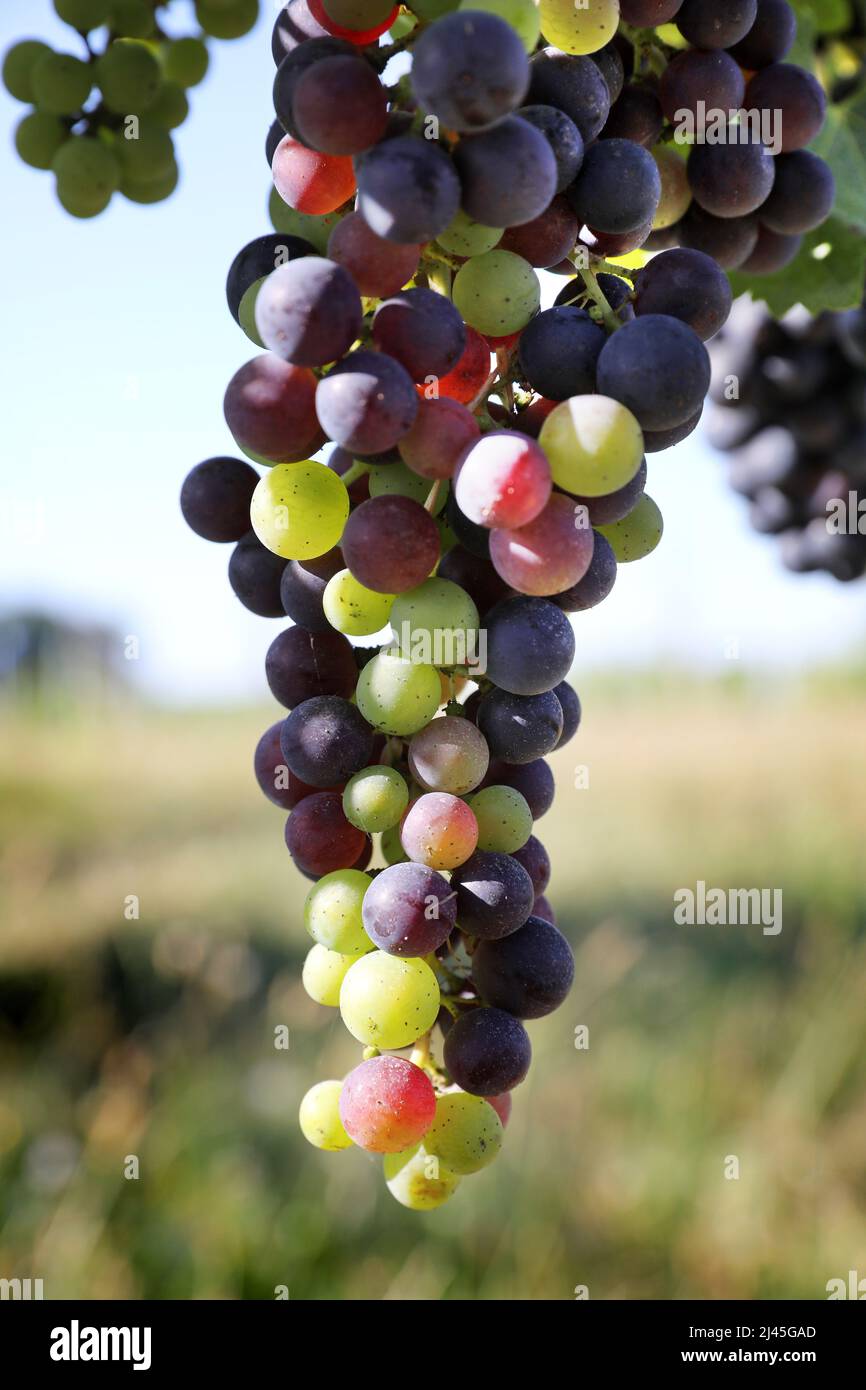 Bouquet de raisins au milieu des vignes. Veraison, début de la phase de maturation des raisins dans les vignes. Fin du printemps et de l'été Banque D'Images