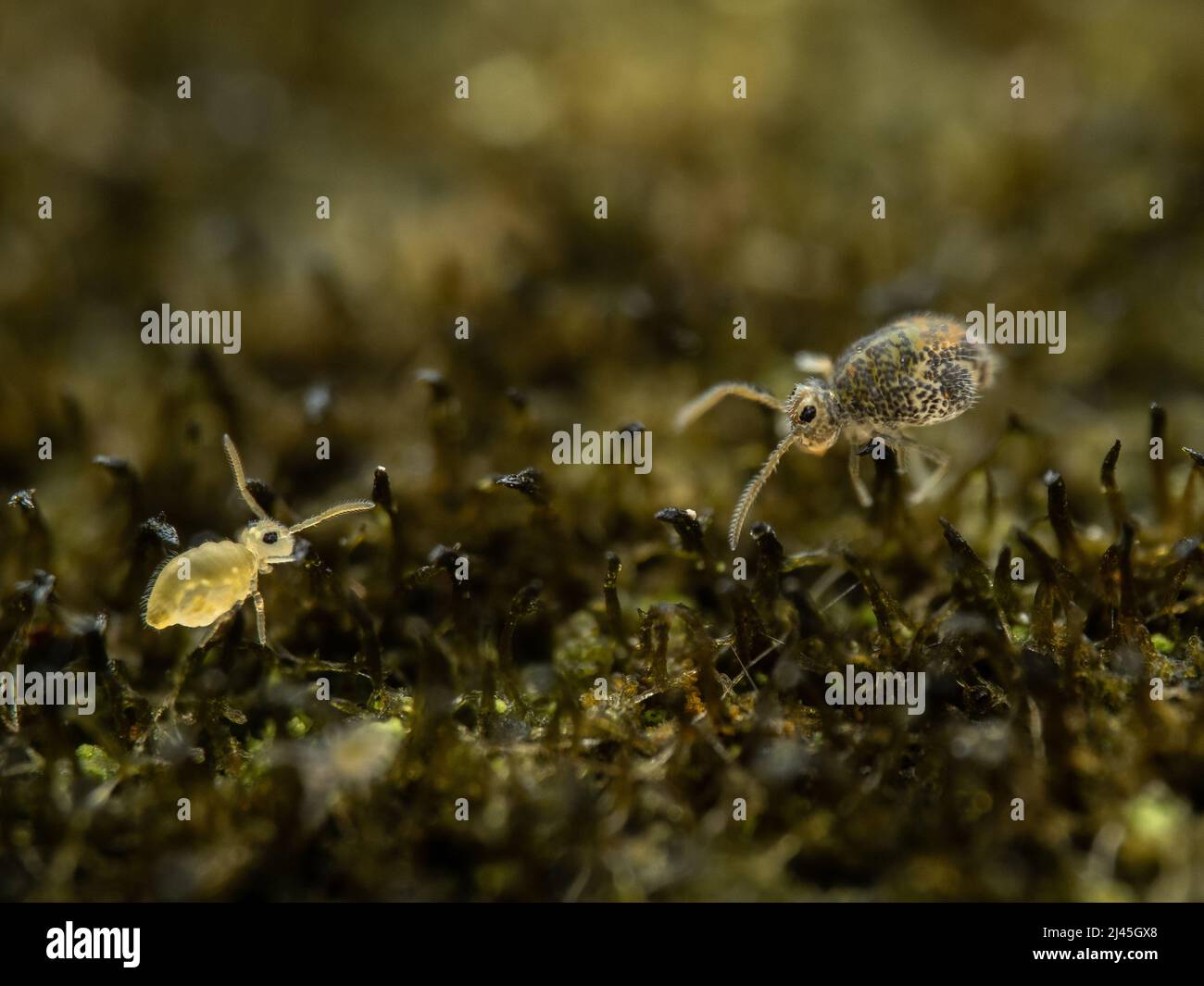 Deux queues de printemps globulaire - Sminthuridae, Collembola - se rencontrent sur un lichen sur un fencepost au Royaume-Uni Banque D'Images
