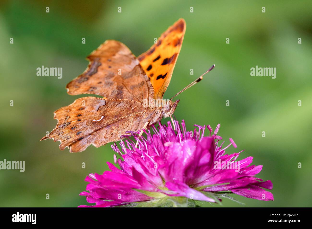Comma Butterfly - Polygonia C-album - Sucks Nectar avec son tronc du Blossom de la Knautia arvensis - Field Scabien Banque D'Images