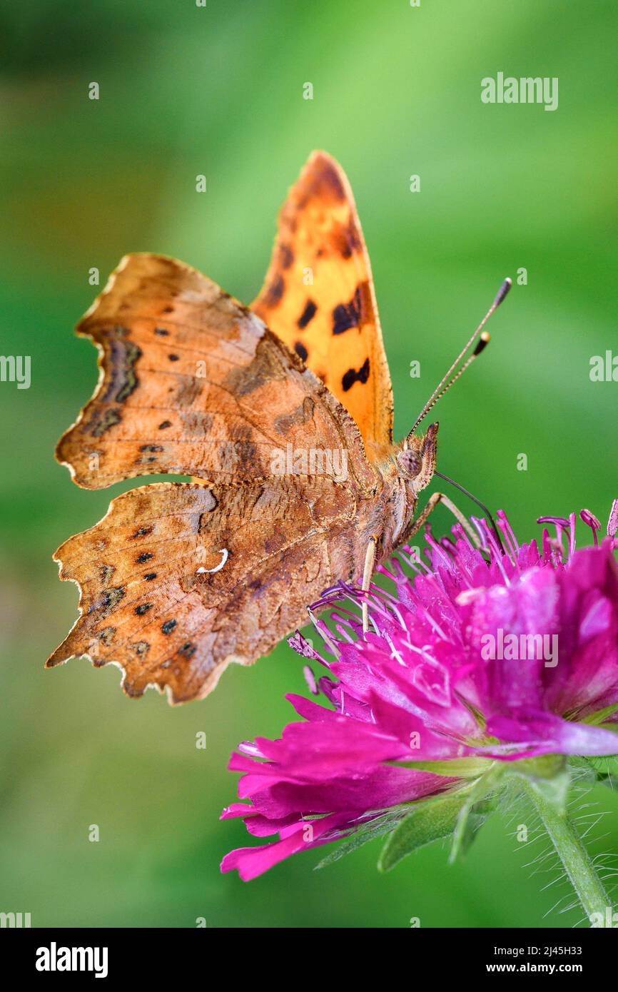 Comma Butterfly - Polygonia C-album - Sucks Nectar avec son tronc du Blossom de la Knautia arvensis - Field Scabien Banque D'Images